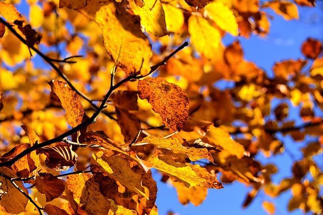 Autumn is here and it’s a great time to buy and sell