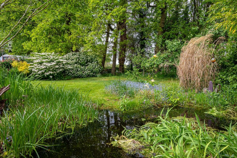 Pond